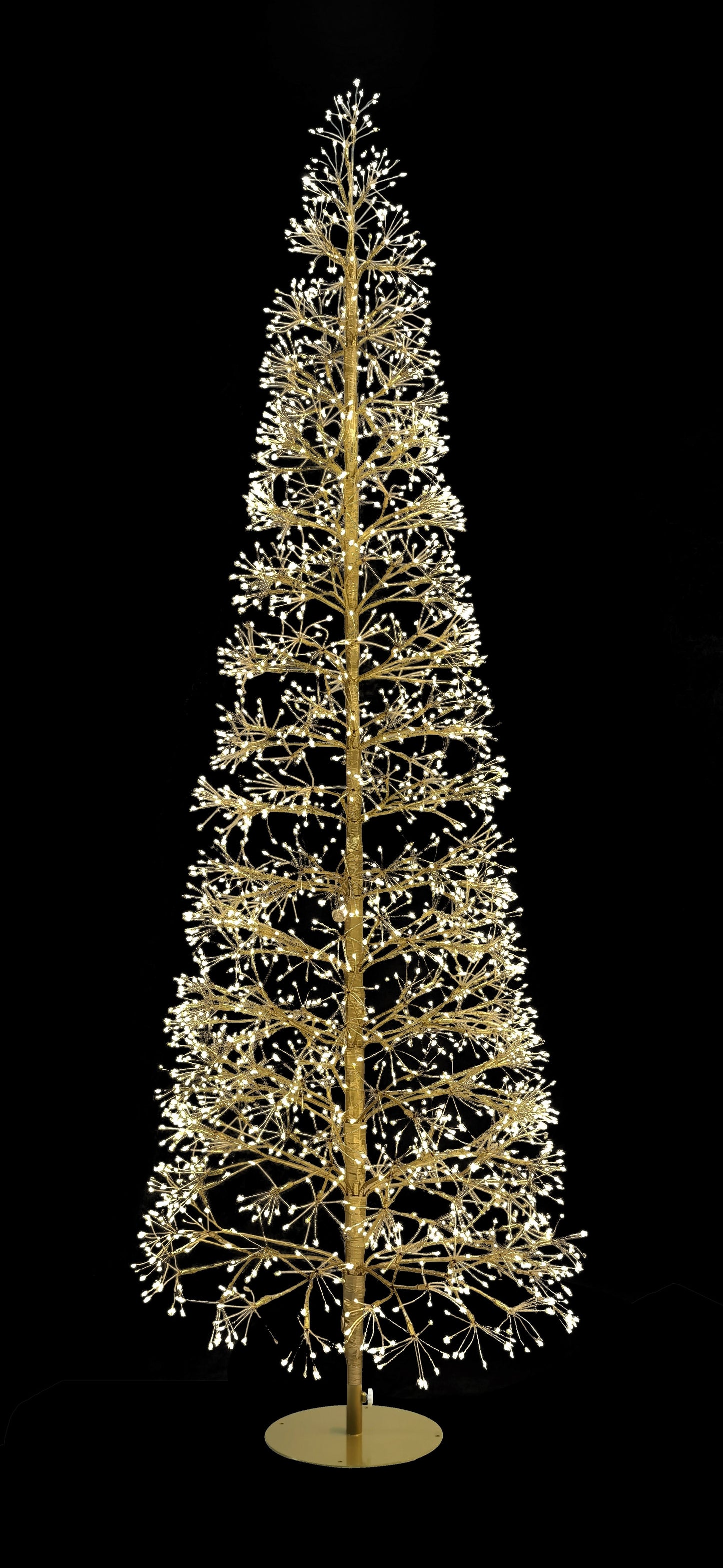 Gold Firecracker Tree